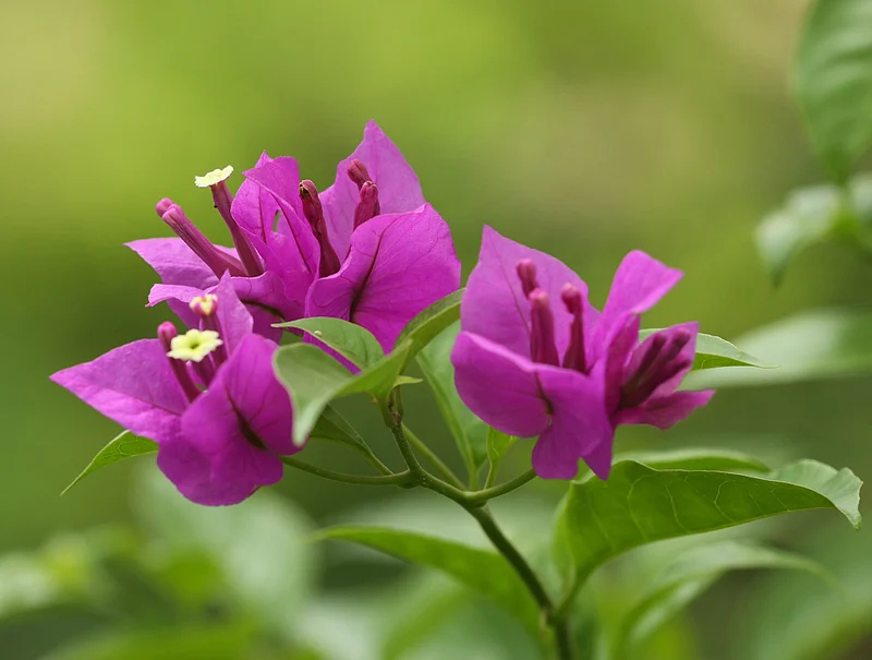 prothomalo-bangla_2026-08-22_hal36yjc_1______Rangamati_flower